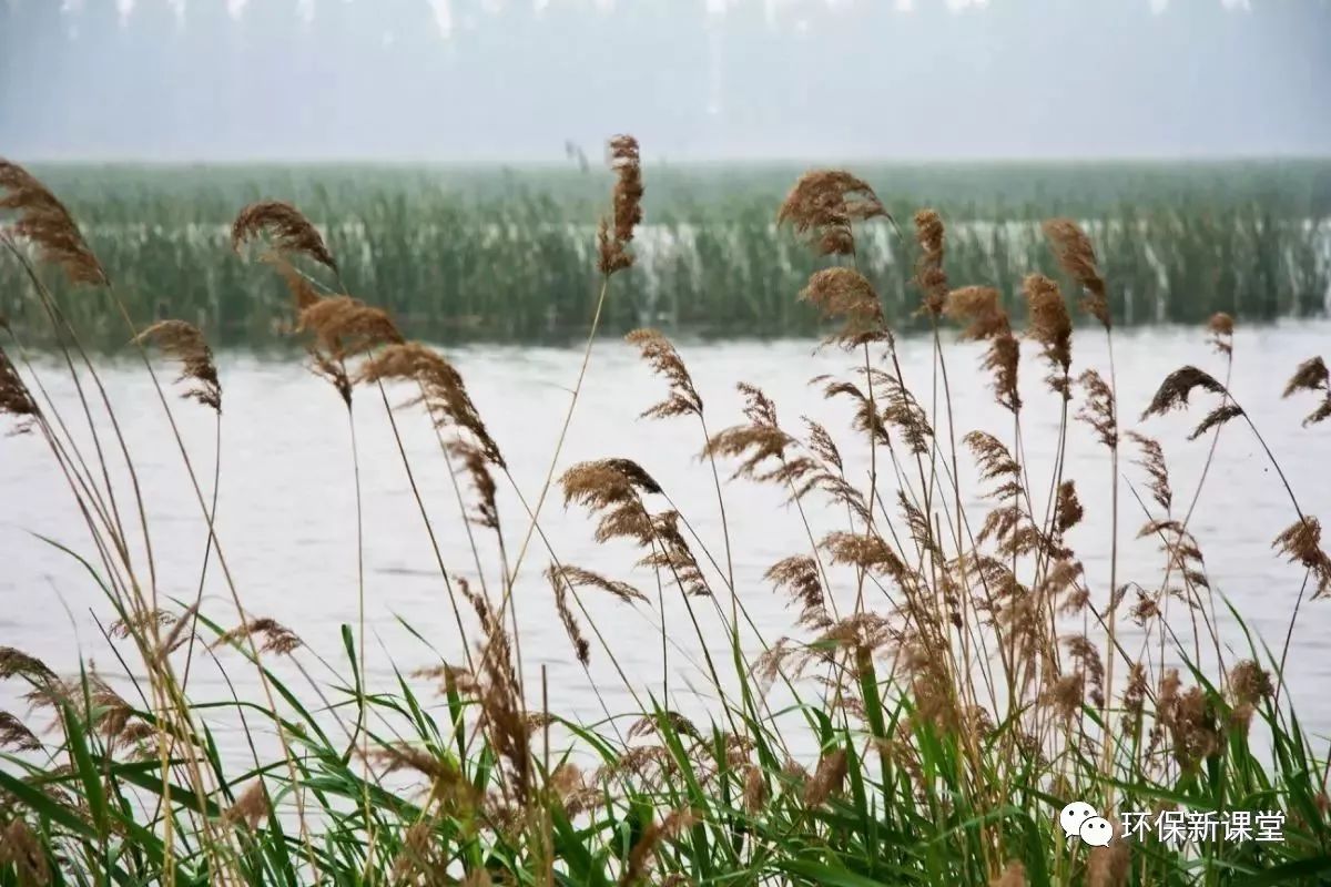 干货｜果博网址详解人工湿地常见水生植物特性功能及其分类(图2)