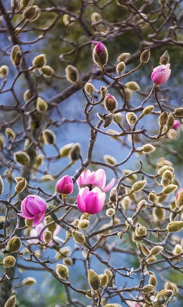 木莲花树大多高达30多米,花瓣花色,均与莲花相似,幽香淡雅,给人一种