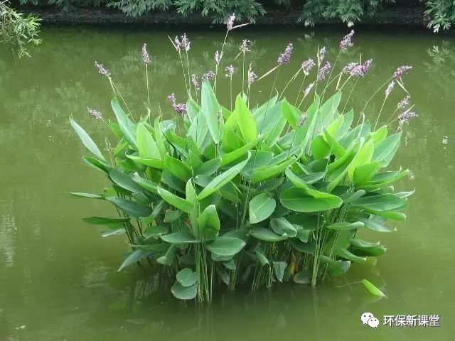 干货｜果博网址详解人工湿地常见水生植物特性功能及其分类(图11)