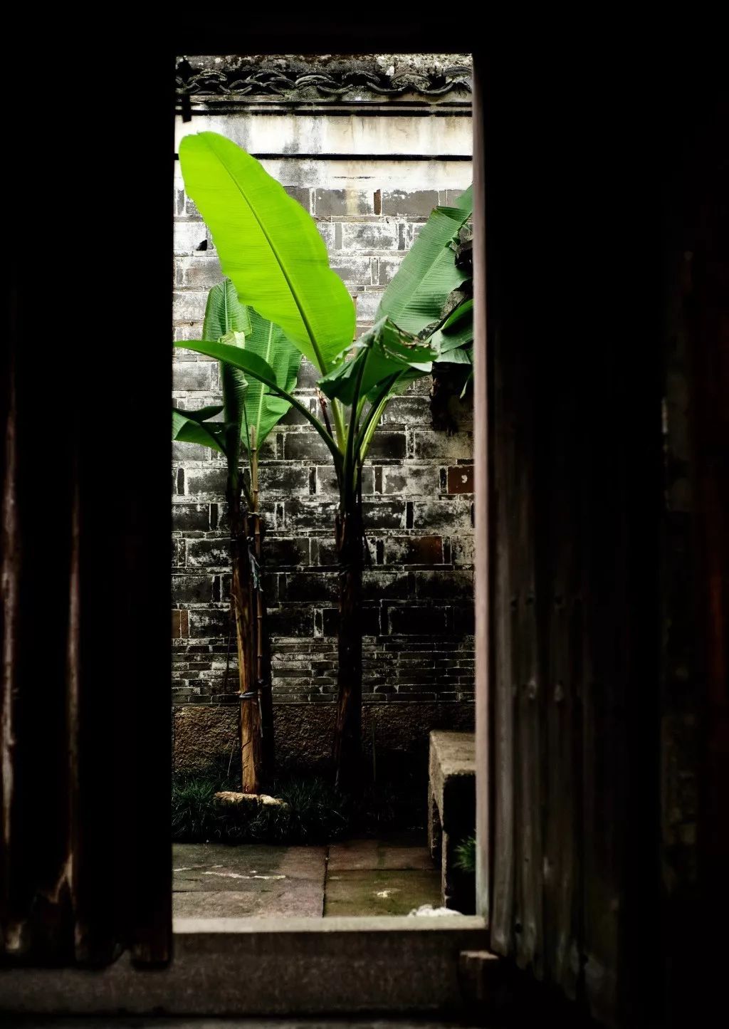 "梦想中的庭院窗前定有几株芭蕉想象细雨滴落在它宽大的叶上会听出