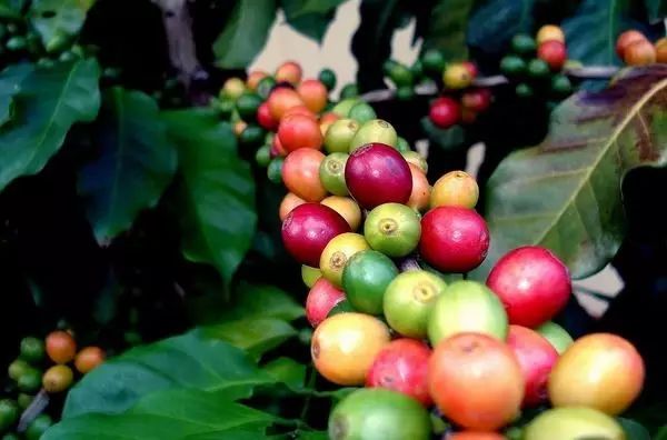 咖啡果小蠹(coffee berry borer)