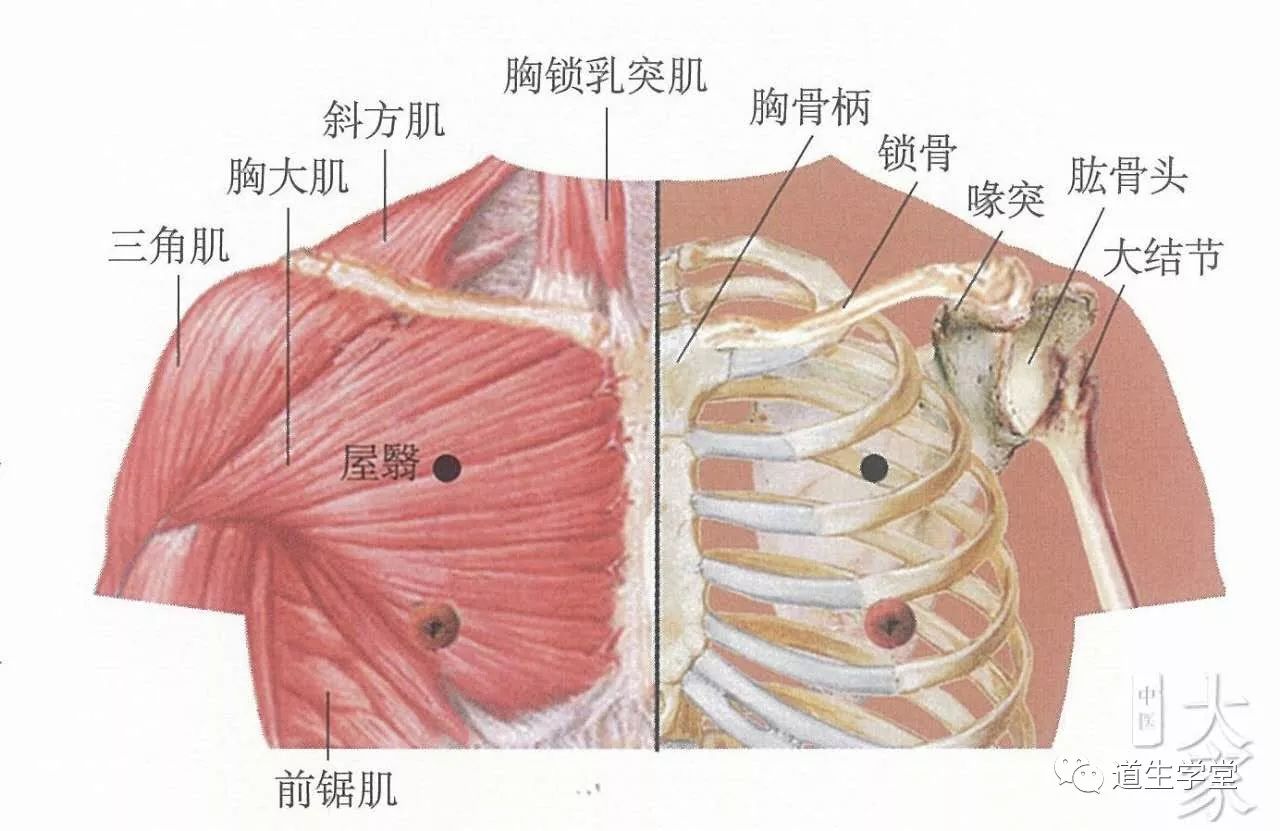 不可不知的穴位丨屋翳穴