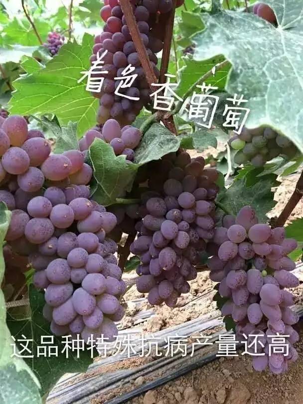 九个热门葡萄品种介绍