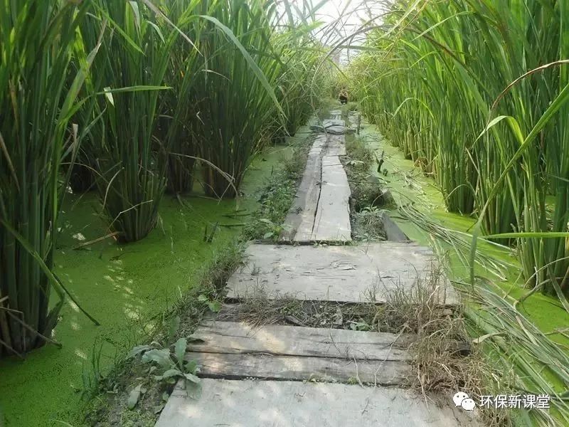 干货｜果博网址详解人工湿地常见水生植物特性功能及其分类(图10)