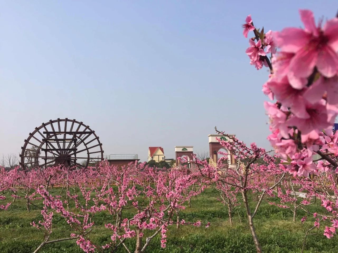 山阳田园 | 中意你,为你打call