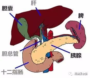 这是你所不知道的人体的主要器官:脾.