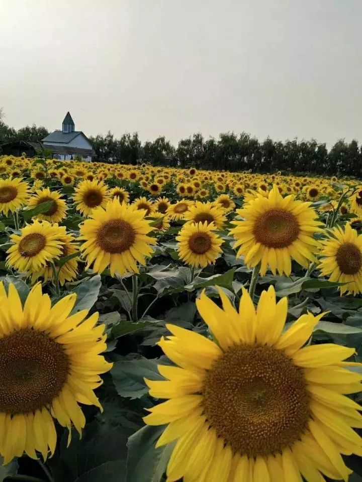 令万千少男少女迷恋的《金粉世家》 燕西带着清秋在向日葵花海中骑行