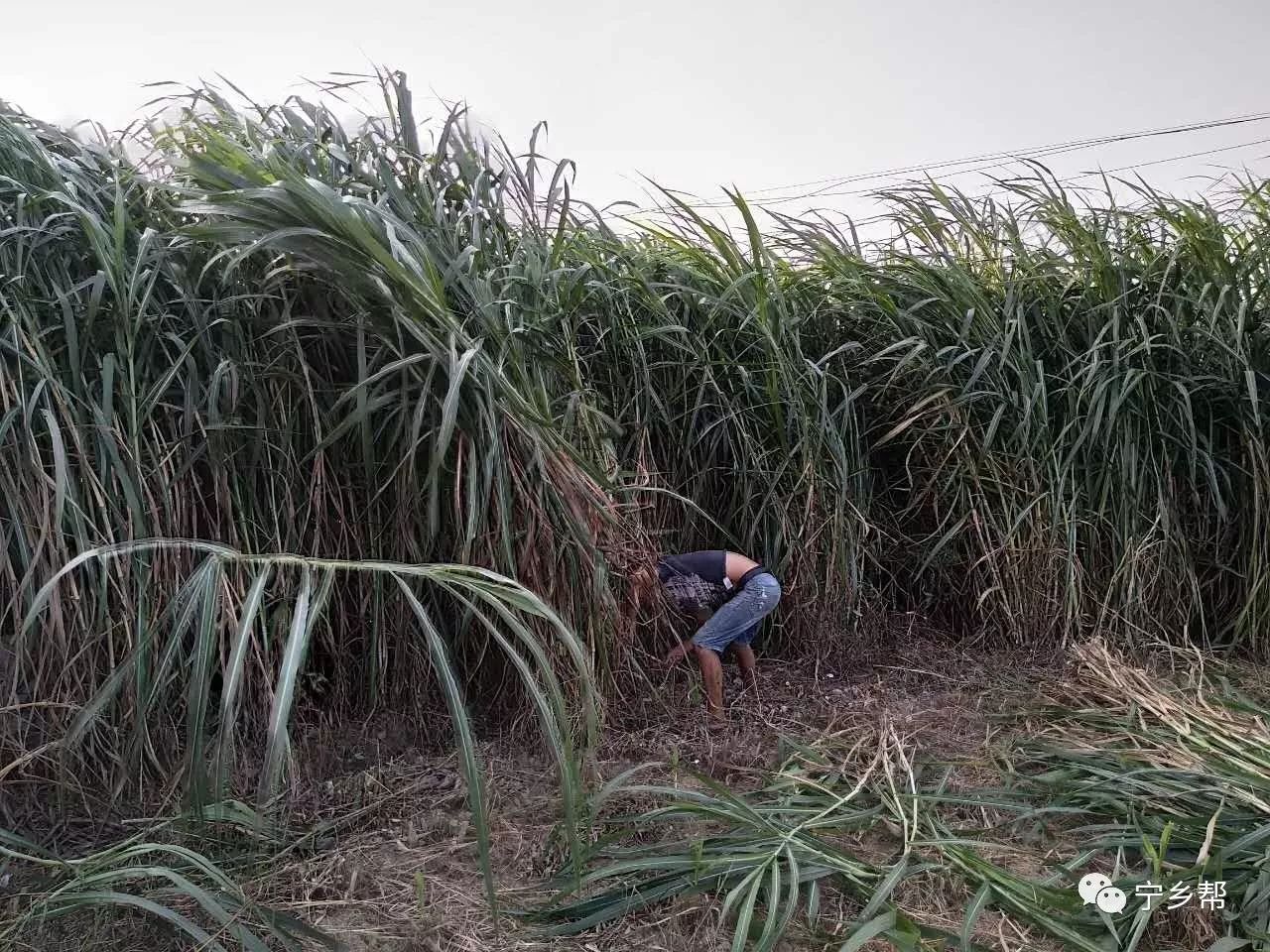 杀草喂牛