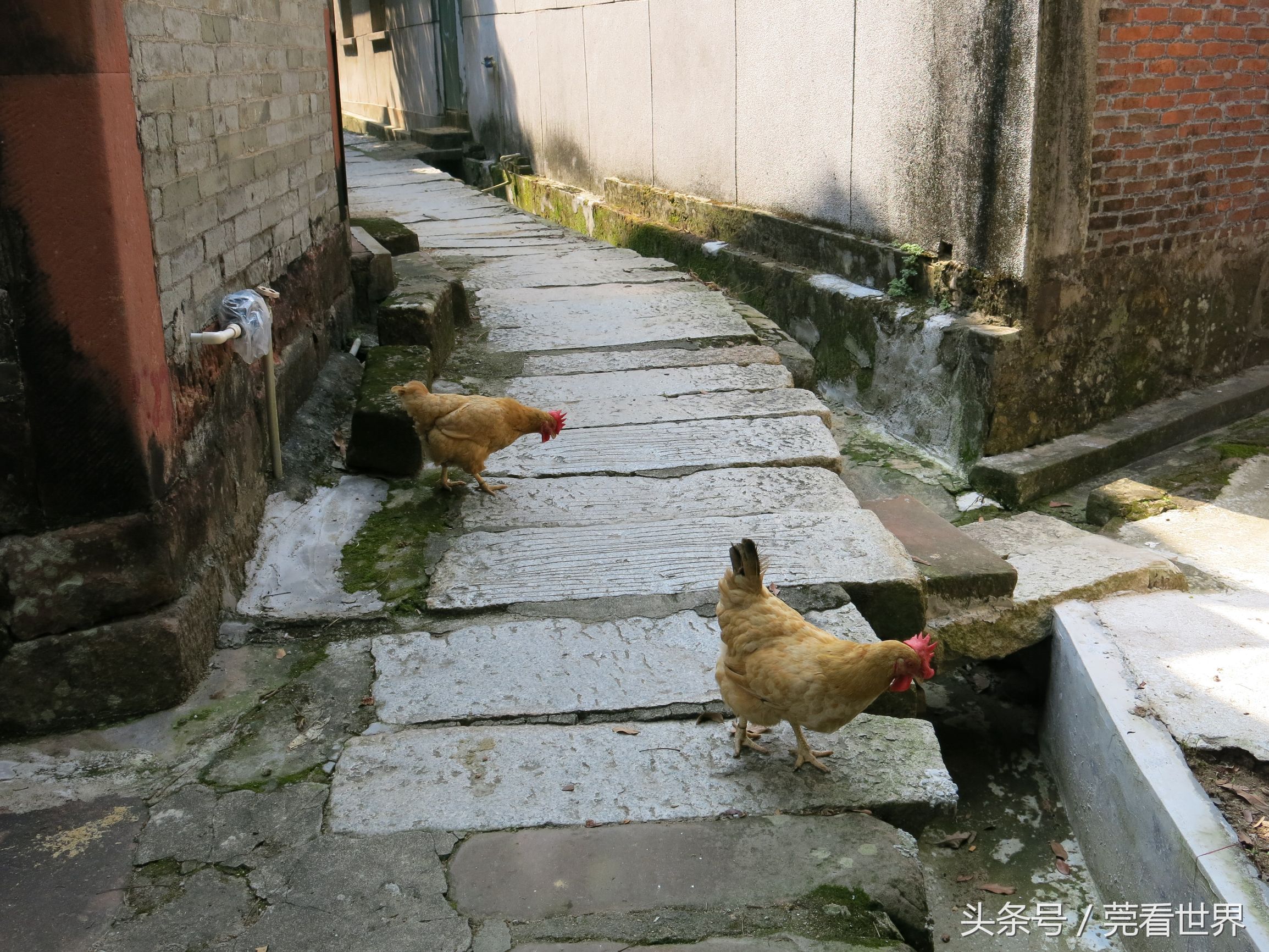古村的石板巷道上,两只鸡在悠闲踱步.