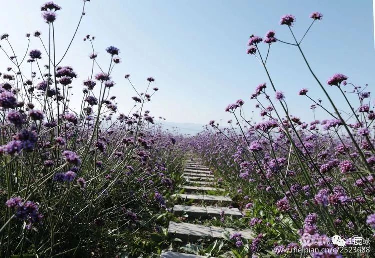 陌上花开