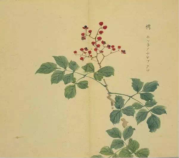 追诗赏句丨《诗经》里的植物长啥样?53幅手绘画搭配