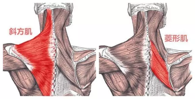 斜方肌,菱形肌