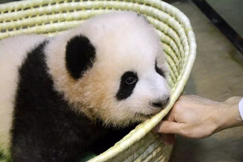 上野动物园熊猫宝宝名字决定啦 好香好美 