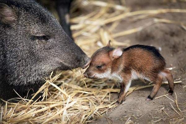 野猪皮(peccary)