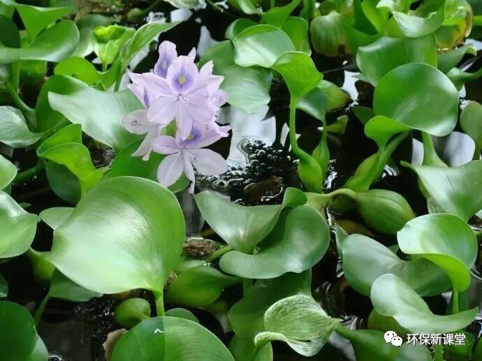 也就是我们常说的"水葫芦",浮水草本.须根发达,棕黑色.