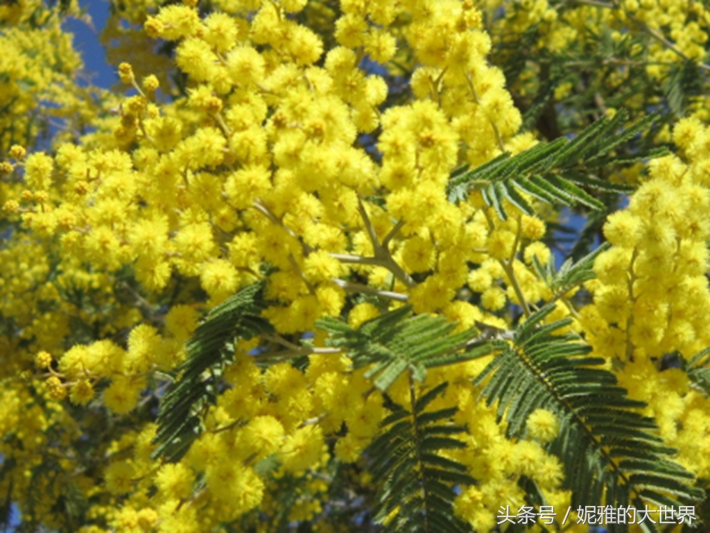 黄澄澄,金灿灿,毛茸茸的金合欢,是澳大利亚的国花.