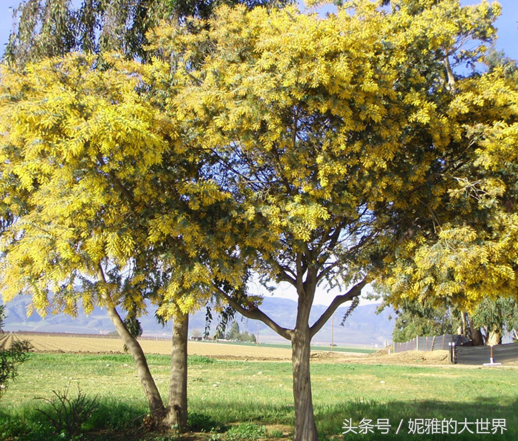 冬天里的一团团毛茸茸的一树一树开着的金合欢是土澳的国花