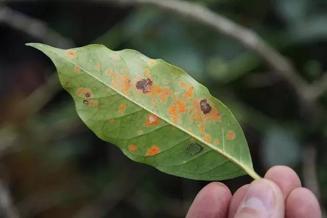 咖啡树受到一种名为咖啡锈病菌的真菌感染,叶片上出现金属色斑点