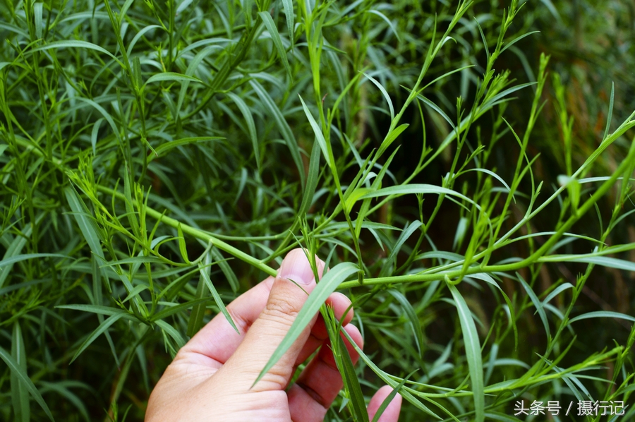 形似柴胡却不是柴胡的中药材您认识吗入药具有清热解毒之功效