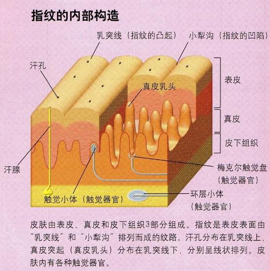 悬疑剧看多了妄想着改变指纹没戏