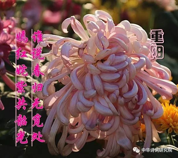 满江红·重阳节寄怀 何必登高,心寄远,重阳时节.