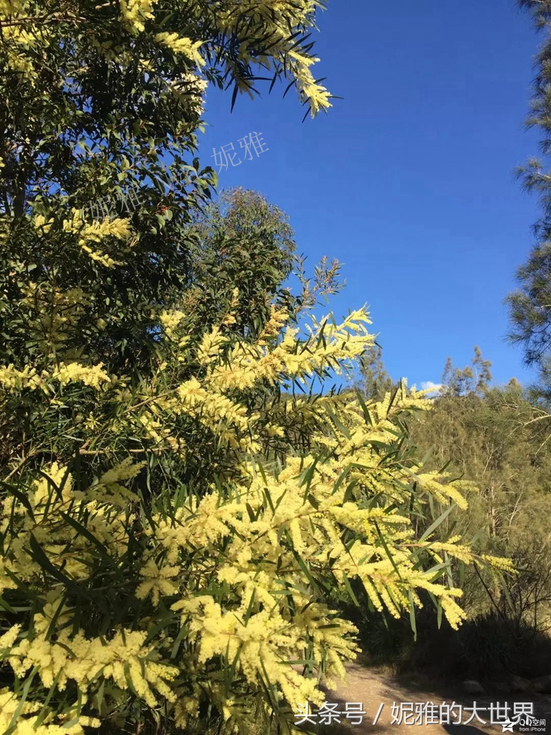 冬天里的一团团毛茸茸的,一树一树开着的金合欢,是土澳的国花