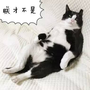 好想养只奶牛猫啊……你会后悔的!