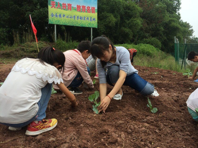 四川:纳溪区合面小学学生到劳动基地学种菜