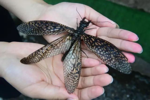 世界最大水栖昆虫和中国最大蜻蜓现身安徽!均为安徽首次发现!
