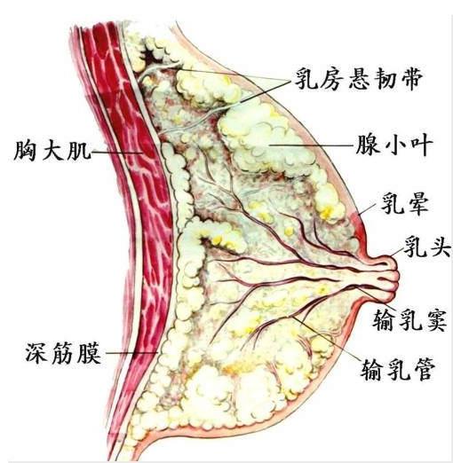 粉红天使杨主任这样说:月经来前乳房疼,多半是乳腺