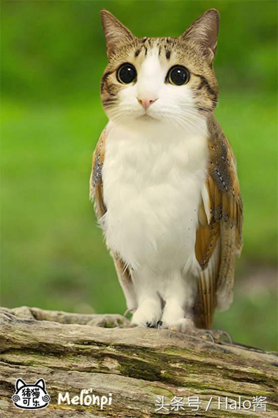 今天这篇"喵的勒猫头鹰"是小编最近在网上看到的新图,在这边分享给