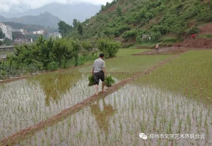 艺苑邳州●诗歌|李修运: 赤脚走在田埂上(外一首)