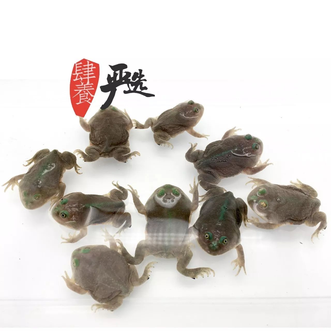 (成体小丑蛙完全能适应水深为 15 ~ 20 cm 的饲养环境