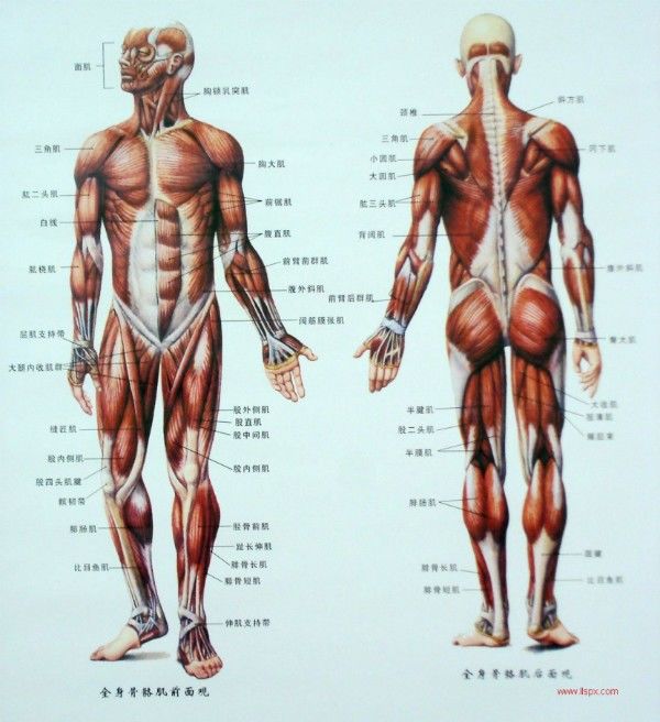 知识分享工科眼看世界之人体生物力学结构