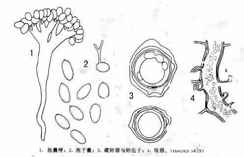 【热点】玉米收获前竟然都"疯了,咋回事?明年种玉米可要当心了!