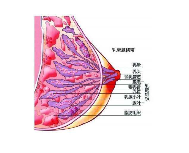 12 个乳房冷知识,遇到困境,就学习一下自己的乳头