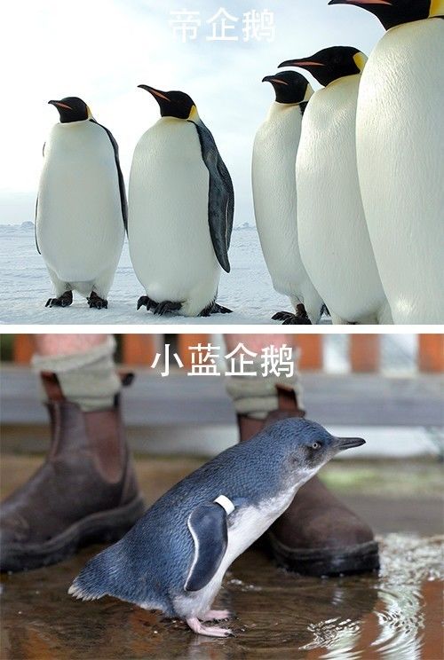 有的靠 体型:帝企鹅体型最大,小蓝企鹅最小 .