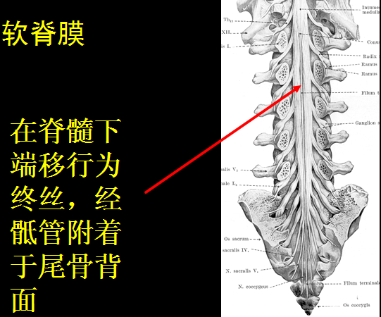 椎管的解剖及其影像学循征