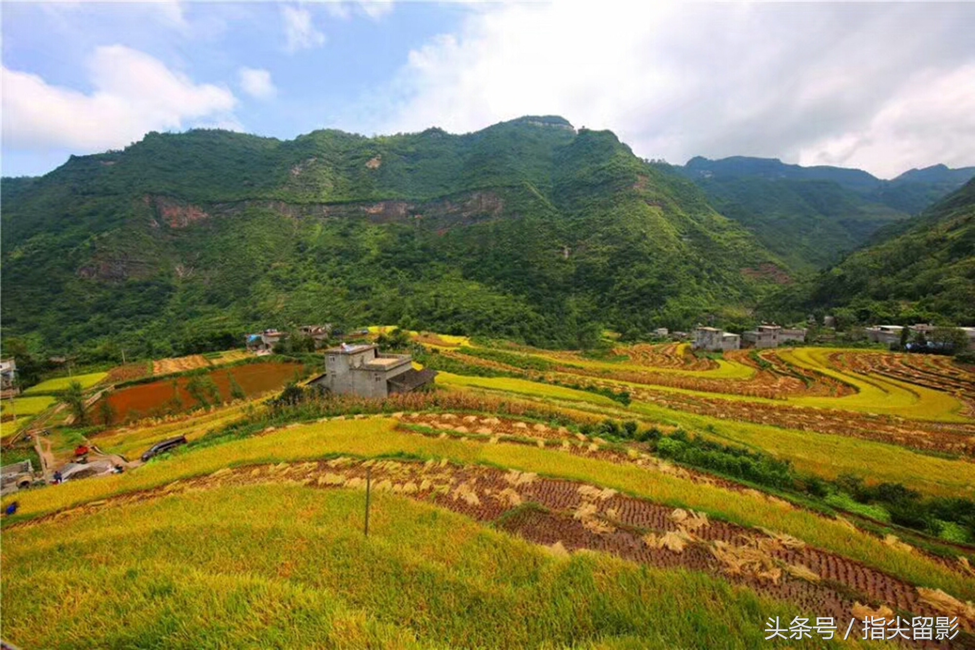 图集:谷子黄了,荞子熟了,白菜甜了,田园秋香美如画!