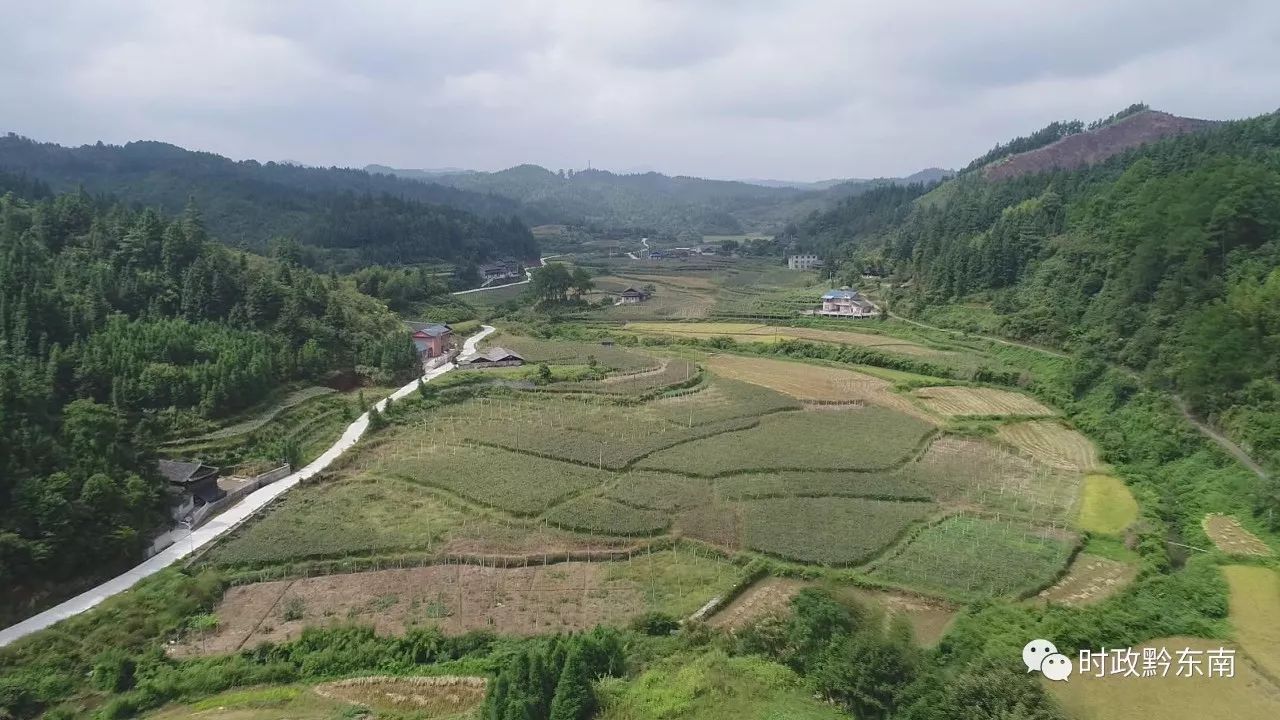 天柱地湖乡:5万元重奖葡萄种植户