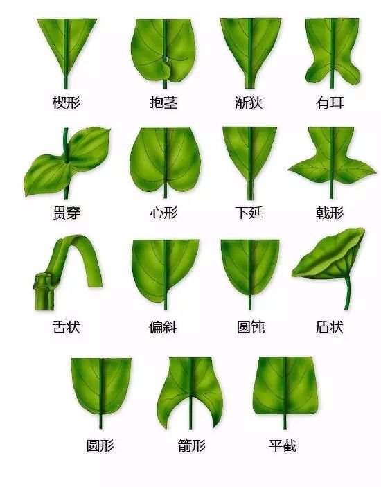 史上最全的植物形态图解