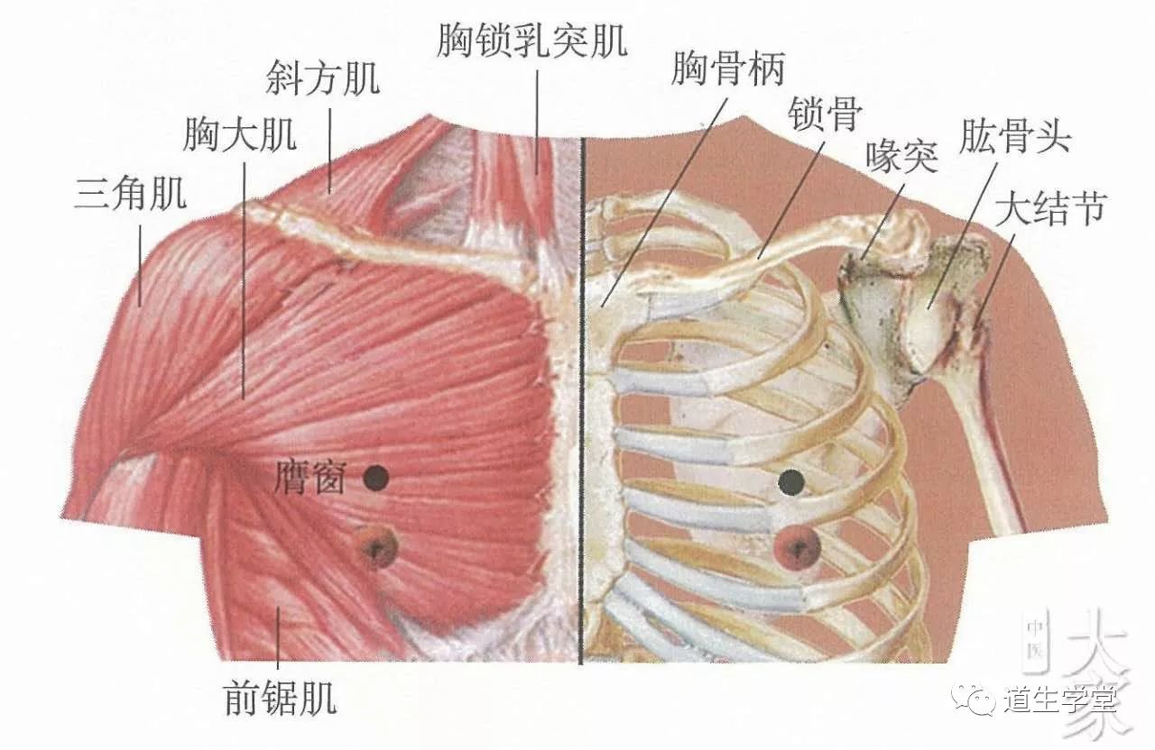 不可不知的穴位丨膺窗穴