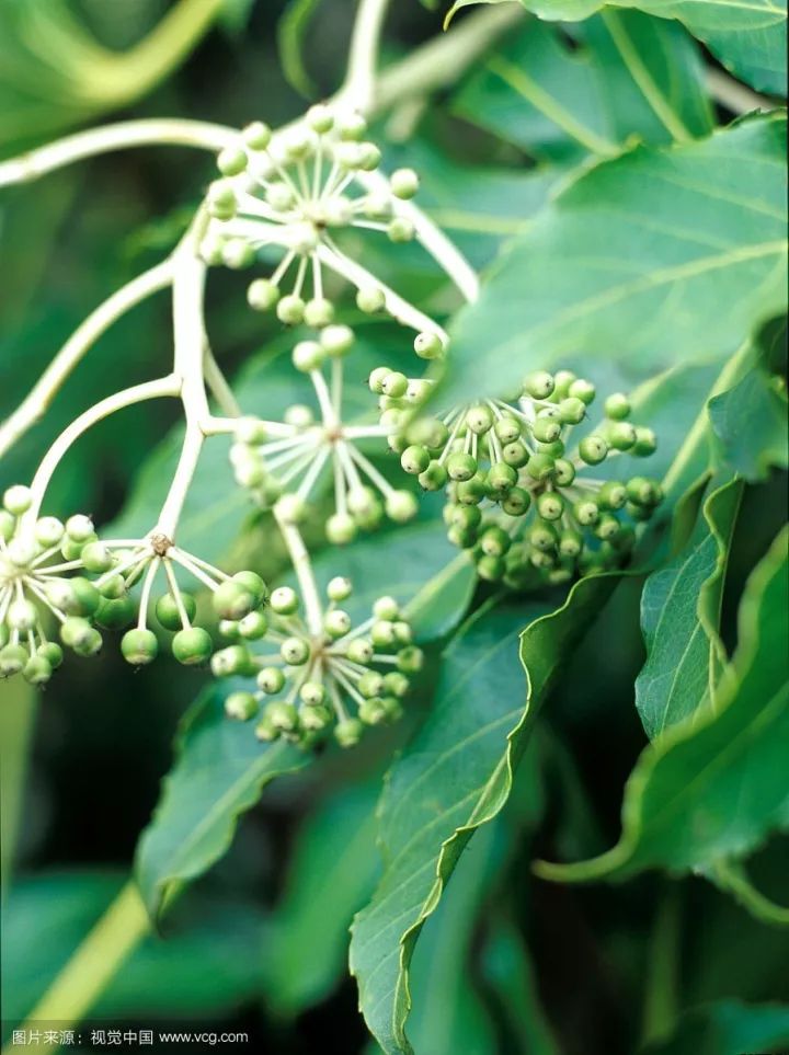 识花八角金盘花