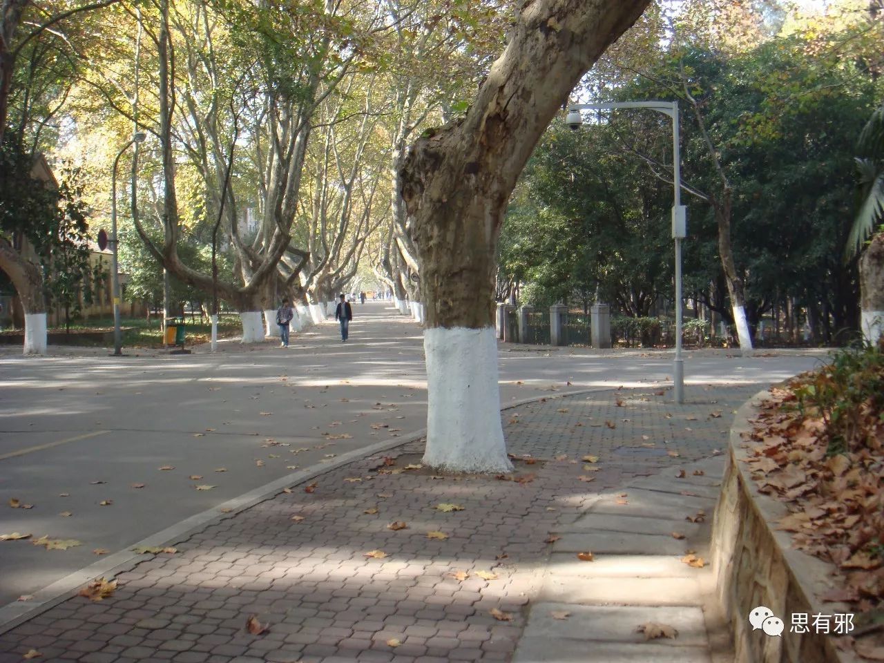 华科校园里随处可见的高大的梧桐树