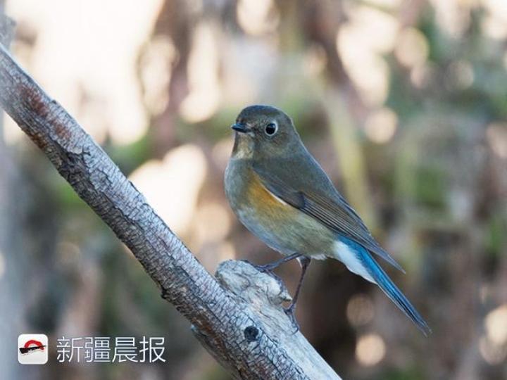 迁徙季,近300种候鸟将路过新疆,盘点新疆最佳候鸟观赏地