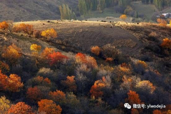 新疆霍城县多少人口_霍城县初级中学(2)