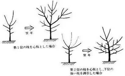 日本高品质的苹果树形——开心形的特点与整形方法