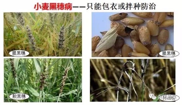 小麦病害主要有:纹枯病,全蚀病,根腐病,秆黑粉病社会 正文