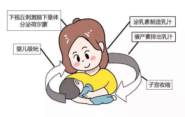 母婴 正文  首先我们要知道,母乳喂养的三大要素:乳房,宝宝和大脑.