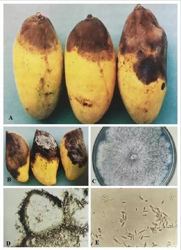 细分为芒果球二孢蒂腐病,芒果小穴壳属蒂腐病和芒果拟茎点霉属蒂腐病